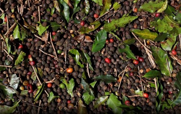 Exportação de café verde do Brasil recua 25,7% em fevereiro, diz Cecafé