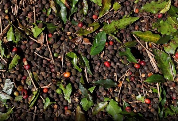 Exportação de café verde do Brasil recua 25,7% em fevereiro, diz Cecafé